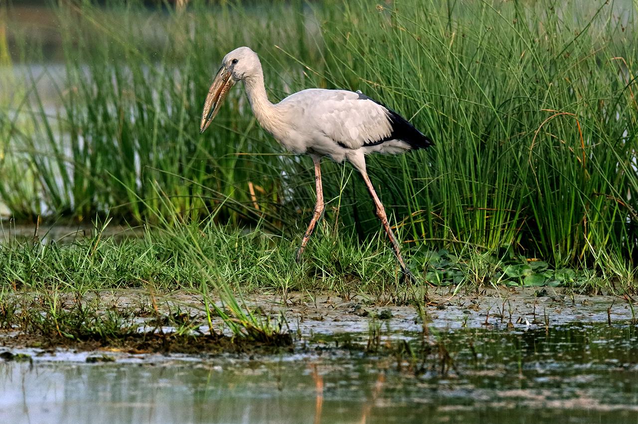 Open Billed Stork